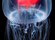 Ученые нашли бессмертную медузу