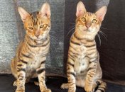 Котята Тойгера