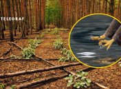 В Чернобыльском заповеднике увидели гнездо редкой птицы