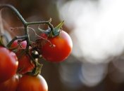 Підгодовувати томати потрібно постійно