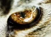 Британскую кошку заподозрили в том, что она - китайский шпион