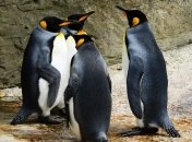 Ученые нашли двух недавно вымерших пингвинов