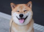 "Это фиаско, братан!": названа самая популярная порода собак