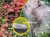 Гусінь, що обплітає дерева білою павутиною, — шкідник