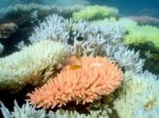 Экологи подсчитали потери Большого барьерного рифа за 27 лет