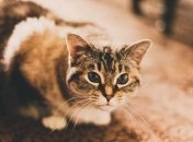 Бешеные кошки перед гибелью покусали своих хозяев