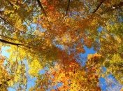 Прогноз погоды в Украине на 22 ноября: без осадков