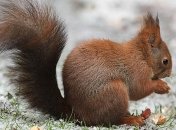 18 декабря - приметы и обряды в Саввин день