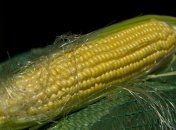 Украина может начать поставки кукурузы в Китай уже до конца года