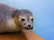 В киевском зоопарке появятся тюлени
