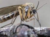 Что в себе таят глаза древнего комара: новое исследование вас поразит