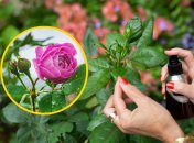 Розы требуют тщательного ухода и заботы