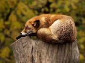 В Черкасской области объявлен "сезон тишины"