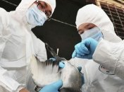 В Китае продавец уток-гриль умер от птичьего гриппа