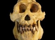 Обнаружен новый вид человекообразных обезьян