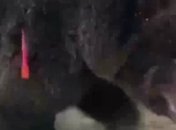 На видео показали, что стало с медведицей, нападавшей на прохожих в России