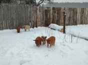 Пушистые свиньи