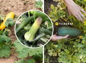 Кабачки можуть страждати від популярної болячки під час дозрівання