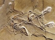 Нашли останки ранее неизвестного динозавра