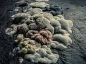 Пліснява може викликати серйозні захворювання  (зображення створено за допомогою ШІ)