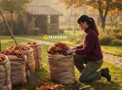 Опавшие листья можно использовать для мульчирования