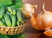 Цибулеве лушпиння — універсальне добриво для огірків