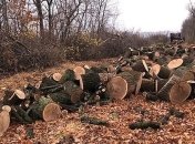 В Харьковской области задержали группу "черных лесорубов"