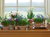 Соскучились по летней зелени? 10 способов озеленить дом с помощью комнатных растений