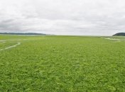 Морские водоросли поглощают больше углерода, чем деревья