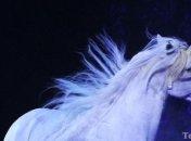 В Северной Корее нашли логово единорога