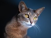 Кошка задержала хакера