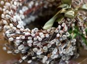 Освячену вербу в народі здавна наділяють цілющими властивостями