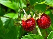 Кириллов день: народные приметы и запреты 22 июня