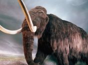 Ученые исследовали белковый и липидный состав Сибирского мамонта