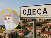 Одесский котик стал звездой сети