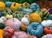 Дельные советы: как лучше всего хранить овощи и фрукты в погребе (Фото)