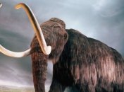 Ученые выяснили, почему вымерли мамонты