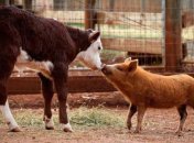 Подборка забавных кадров рассмешит вас до слез 