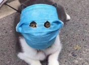 Отправьте кота на карантин: ветеринары дали советы болеющим коронавирусом