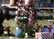 Самые милые животные уходящего года по версии журнала Nature 