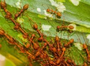 Действенные средства от муравьев на участке