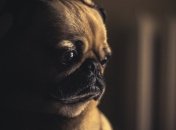 В одном из французских городов собакам запретили "злоупотреблять" лаем 