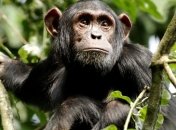 Ученые обнаружили у диких обезьян пристрастие к спиртному