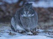 Мороз и гололед: синоптик озвучила прогноз погоды на 16 февраля в Украине