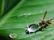 Прогноз погоды на 9 июня: дожди и ясно на Востоке