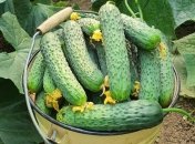 Почему огурцы вырастают горькими