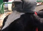В России скот нарядили в форму советских солдат (Видео)