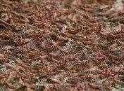 Угроза насекомых: В Пакистане объявили чрезвычайное положение из-за нашествия саранчи