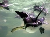 В киевском зоопарке построят океанариум