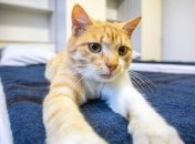 Порошенко в своем Facebook впервые опубликовал пост про кота 